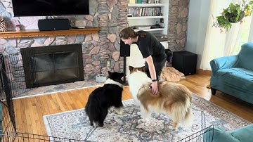 Day 102 of 365: Spin — Adding the Verbal Cue & Fading the Visual