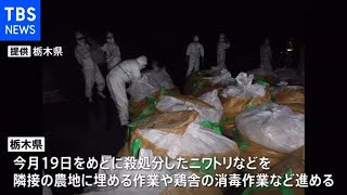 栃木で鳥インフル ニワトリ約８万３０００羽殺処分終了