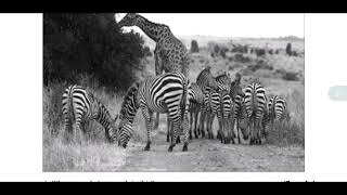 Geography NESA Exam 2025 | Full Correction & Analysis screenshot 3