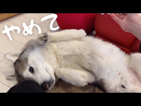 siberian-husky-shows-its-stomach-to-get-away-from-ear-cleaning