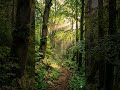 The Sun-Drenched Path You Need to Walk #nature #naturelovers #calm #naturesanctuary #naturemedite
