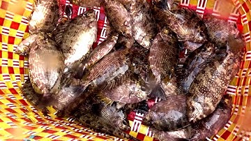 Hai bạn từ Na Uy và bình minh đang lên trên cảng cá An Thới, đảo Phú Quốc, Kiên Giang 17/03/2019