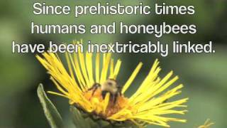 The Incomparable HoneyBee Book Trailer