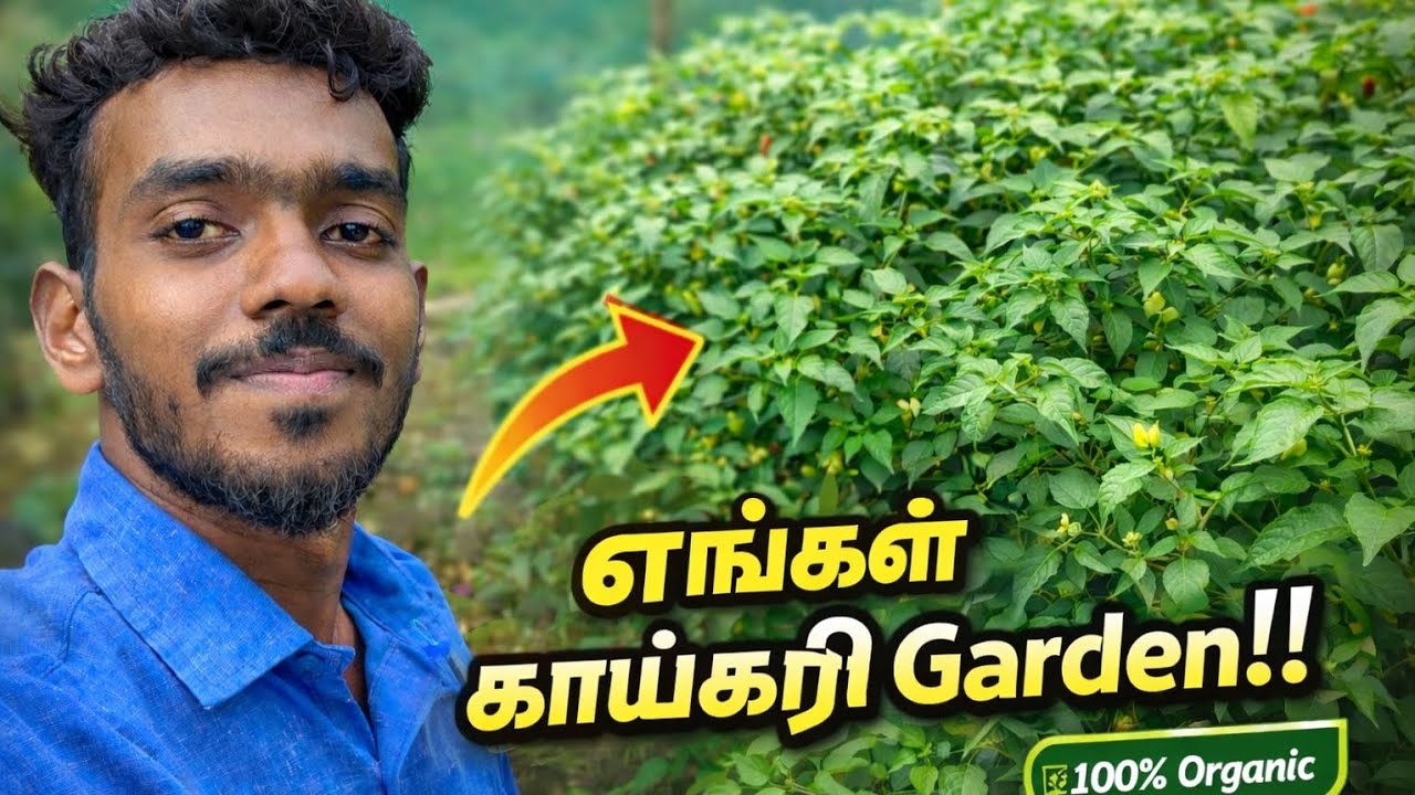 🌱 எங்கள் வீட்டு காய்கறி & பூக்கள் தோட்டம் | Full Garden Tour 2026