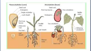 I would like to welcome you the topic of “root structure and
function”. in this will be learning about root its important
function...