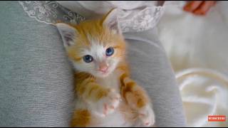 NEW - Ambient Experience Theme - Adorable Cats