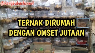 USAHA TERNAK DIRUMAH #tranding #usaha