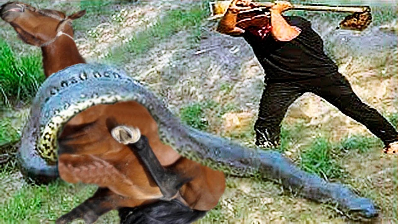 FOUND ABANDONED… SEVERE INFECTION DISCOVERED IN HER HOOF!