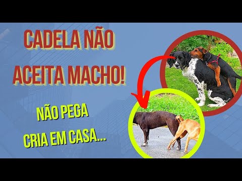 Vídeo: Como identificar um rottweiler