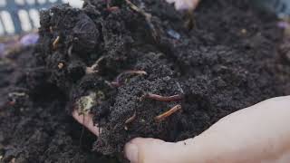 Earthworms  The Unsung Heroes of Soil