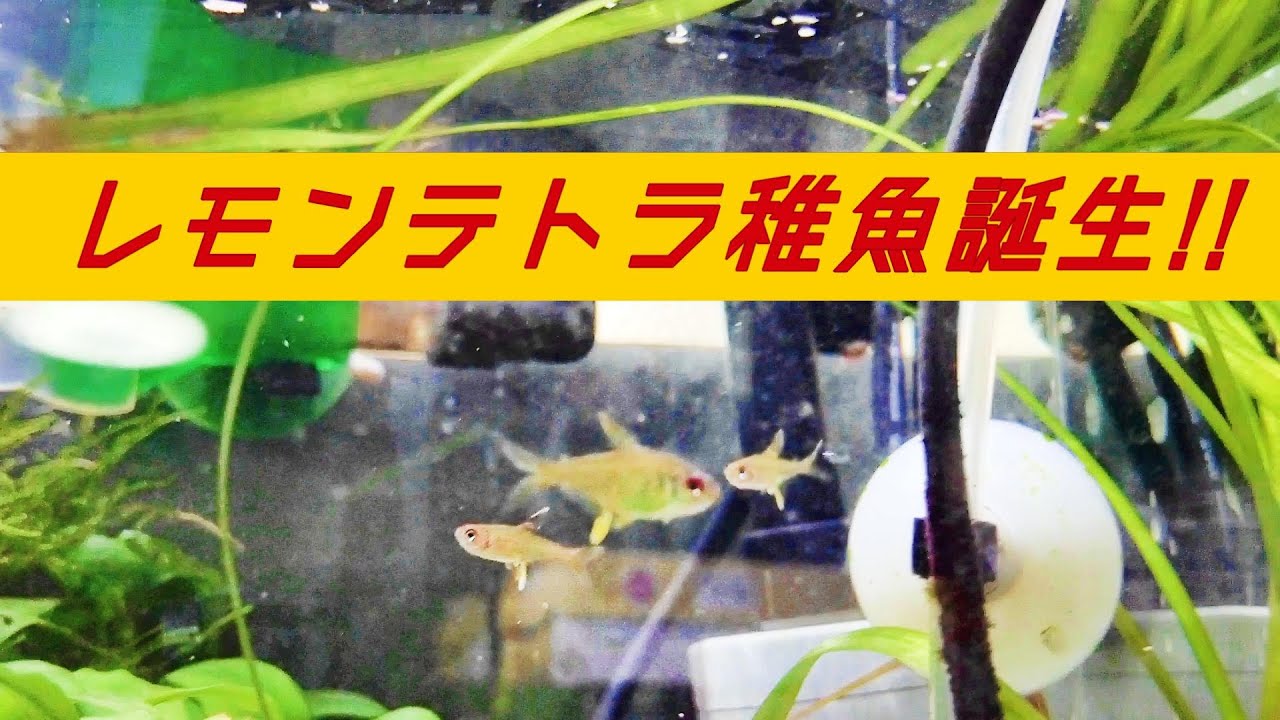 プラティの出産シーン またもや産みましたﾍ O Youtube