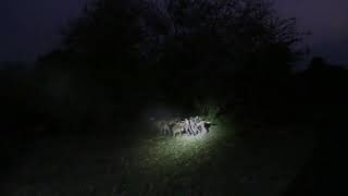 African Wild Dogs, Gorongosa NP, Mozambique