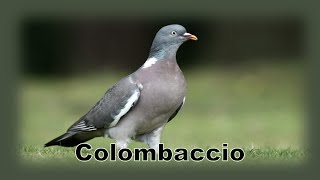 Colombaccio Che Chiama E Osserva Il Suo Ambiente