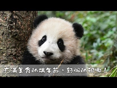 《超萌滾滾秀》第一百零六期：充滿美食的端午節，舒服的很哪！| iPanda