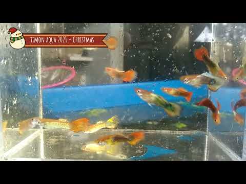 Video Timon Aqua - Cá hà lan [Đà Nẵng] - youtube