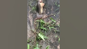 Nuôi cá nhớ giăng lưới kẻo nó bò hết lên bờ #cacconvat #docla #fishing