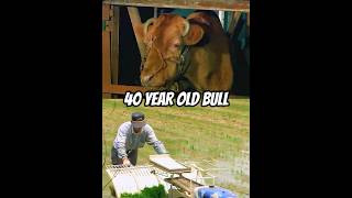 The 40-Year-Old Red Ox