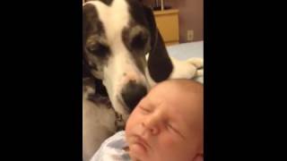 Dog grooms baby boy in his sleep