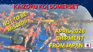 MEGA SHIPMENT OF TOSAI DIRECT FROM JAPAN.. HOSHIKIN, MARUYAMA, IKARASHI TOSHINOBU   MANY OTHERS!