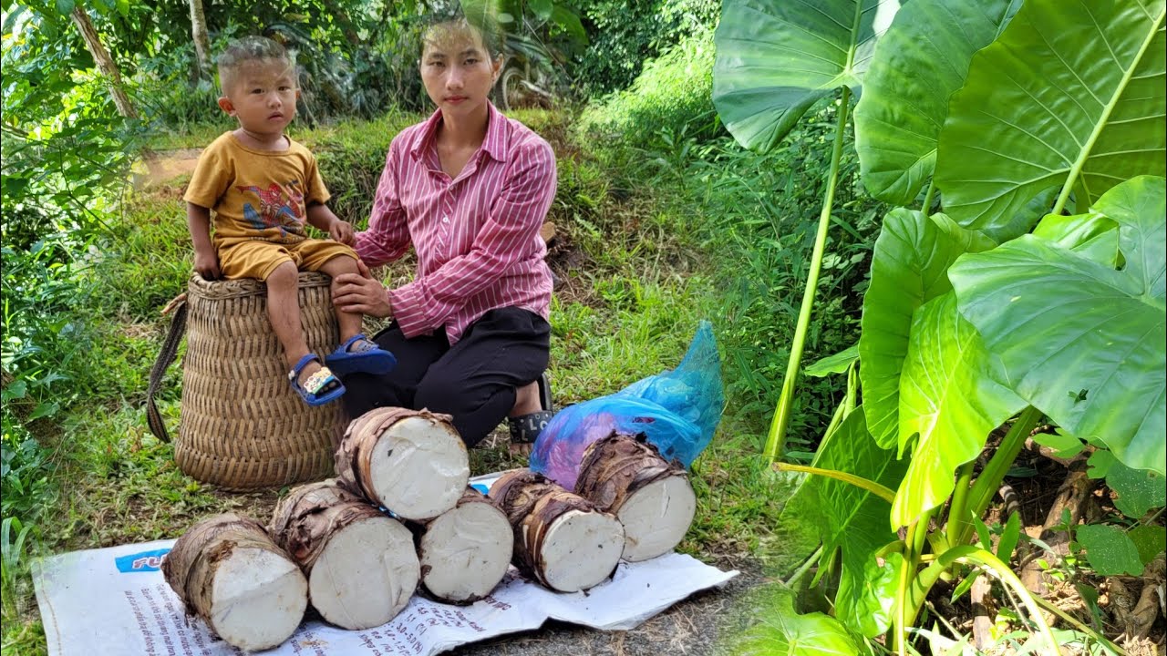Single mother, 17 years old, goes into the forest to find mint to sell ...