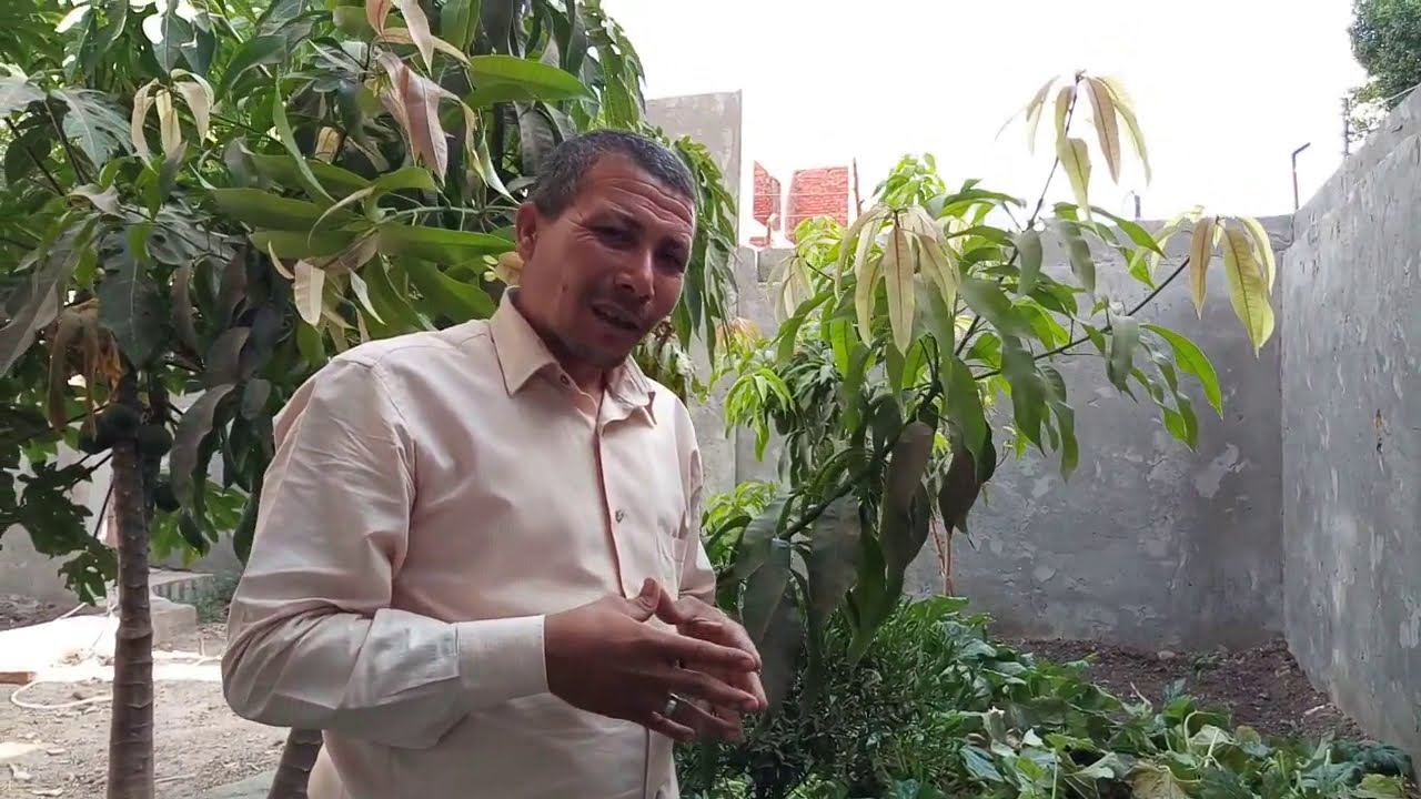 الترقيد الهوائى فى اشجار المانجو