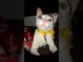 Arey baap reyy🤦#shorts #youtubeshorts #cat #viral #catlovers #funny #shortsfeed #bestfeed #cute #yt