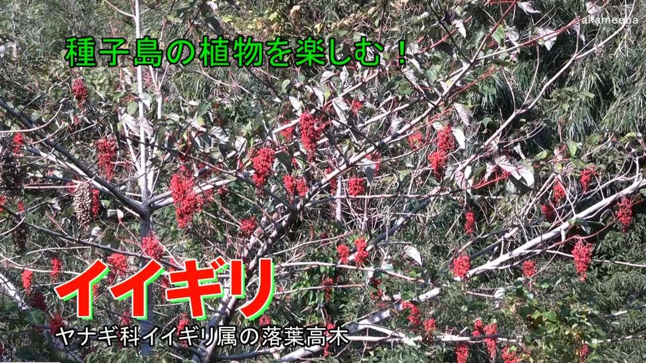 イイギリ 初冬から冬のころ枝の葉腋に房状に熟した赤い実を多数つけた