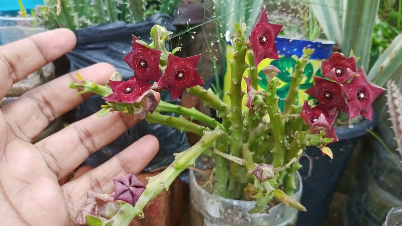 अदभुत,अनोखे Huernia, Caralluma के फूल, Frerea Indica,Huernia Hislopi और Huernia Zebrina फ्लावर्स