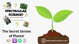 The Secret Senses of Plants - Spectacular Science Ep. 94