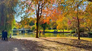 A Stunning Autumn Walk Through Boston Common 🍁 | 4K HDR