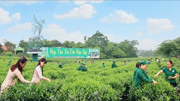 Hợp tác xã chè Hảo Đạt - Điểm đến hấp dẫn du khách