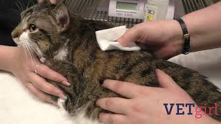 How to administer SQ fluids to your veterinary patients | VETgirl Veterinary CE Videos by VETgirl 5,500 views 2 years ago 1 minute, 18 seconds