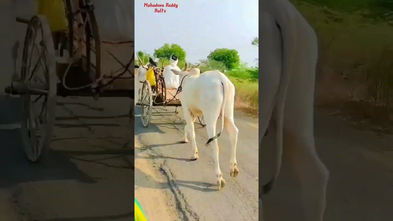 khillar Bull walking 🔥👑.