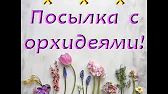 Орхидеи,узамба́рские фиалки,Самара🌺