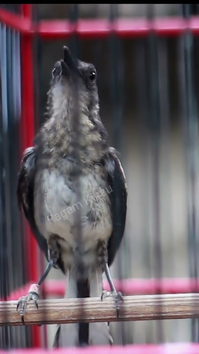 Chim chích choè than non tập hót #birds #birdlover