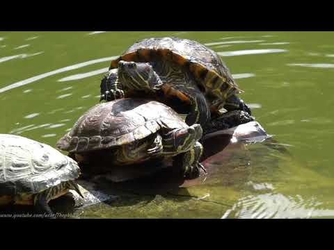 Red-eared Terrapin (Trechemys scripta elegans) - London August 2019