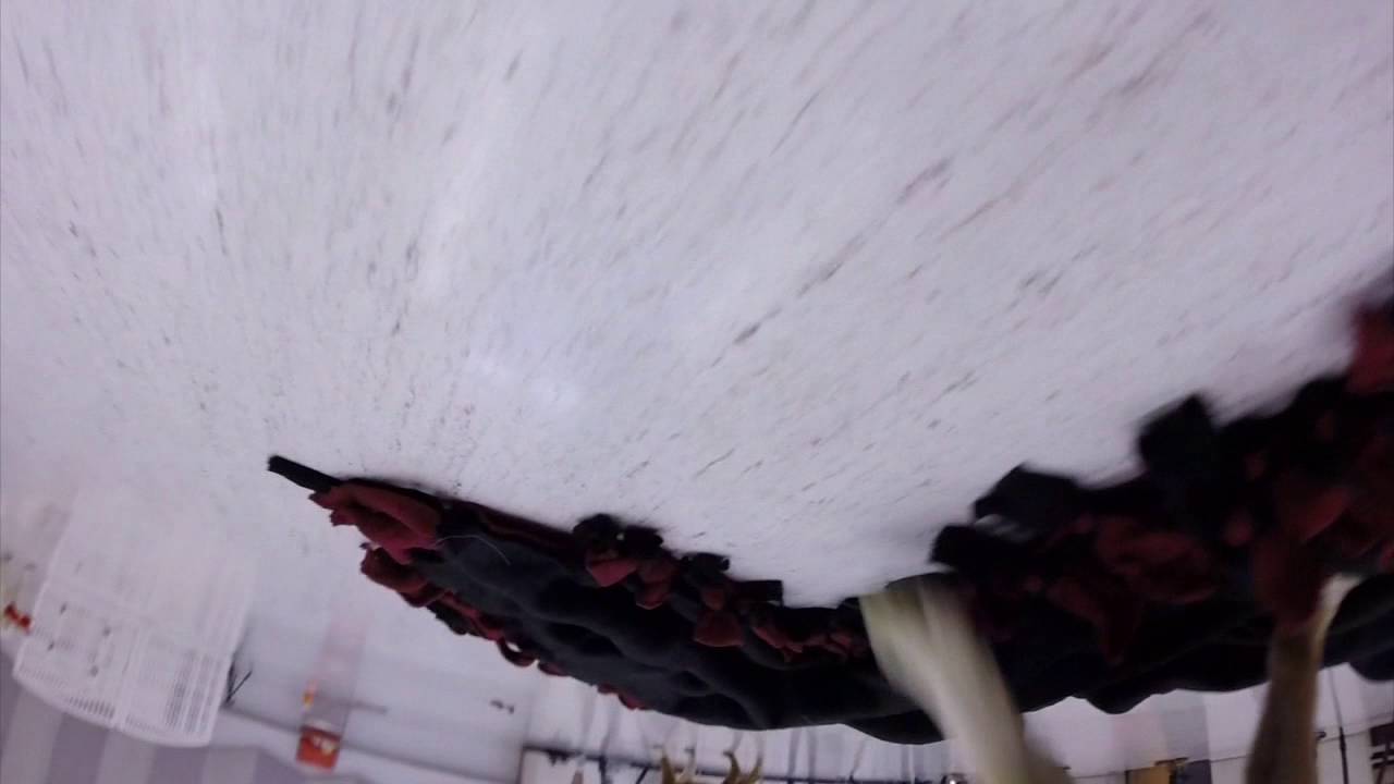humane society of charlotte Puppies rescued from dog meat farm in South Korea play with GoPro