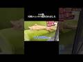 NHKが取り上げた“この猫の行動”がすごい#shorts #cat #猫 #猫動画 #賢い猫 #天才猫 #面白い猫 #NHK #ニュースになった猫