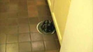 Robot Floor Cleaner - Robomop