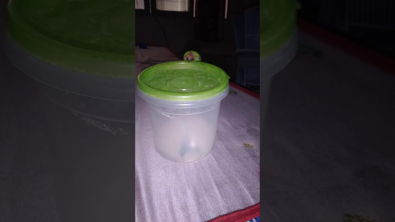 My parrot played in room - YouTube