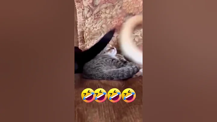 Video 11217211: animals funniest cats dogs, funny animals funniest cats, cute cats dogs funniest