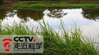 《走近科学》 寻找野生稻 20190805 | CCTV走近科学官方频道