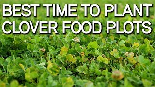 Best Time To Plant Clover Food Plots