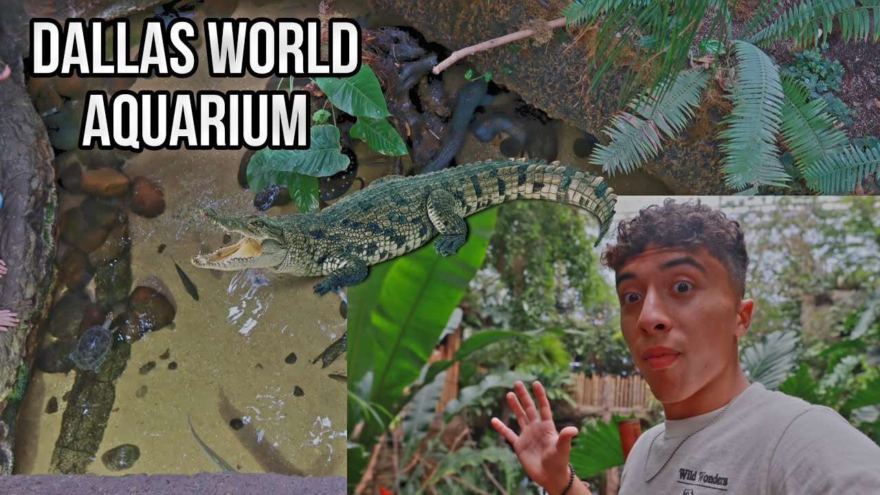 I went to the BEST AQUARIUM in TEXAS!! (Ft. FISHVISONS) YouTube