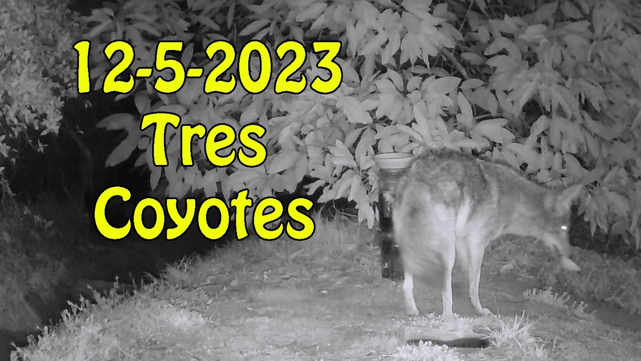 12 5 2023 Tres Coyotes YouTube