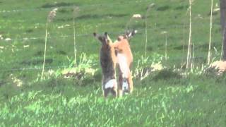 Hares boxing match