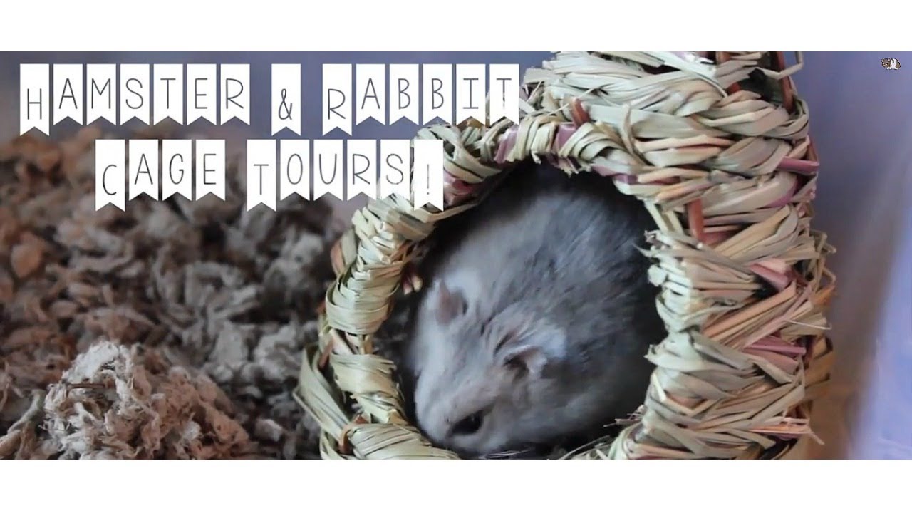 HAMSTER & RABBIT CAGE TOURS | June 2014 - YouTube Victoria Raechel