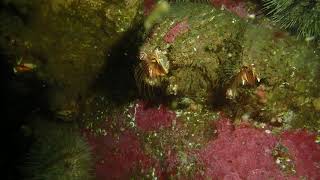 Giant acorn barnacles feeding