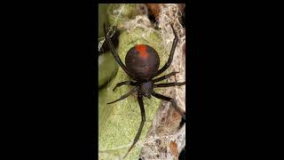 The Australian widow spiderspider