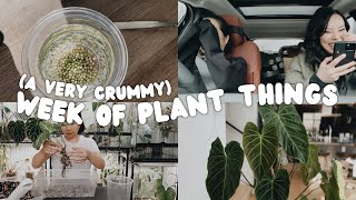 a week of plant things #24 - car Q&A, rehabbing, an exciting new plant & lots of anxiety 😵‍💫